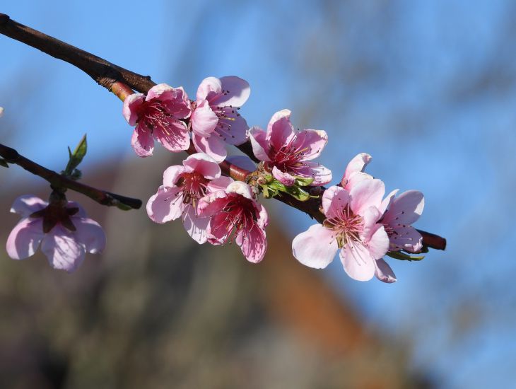 branches, flowers