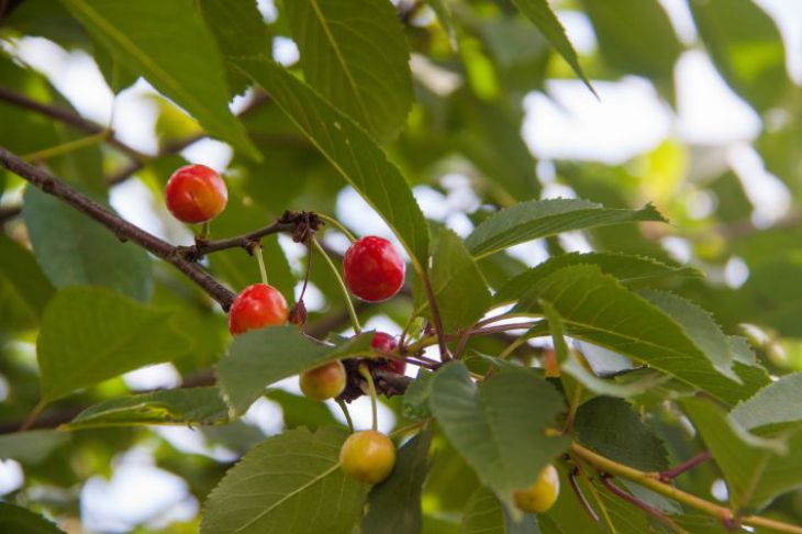 berries