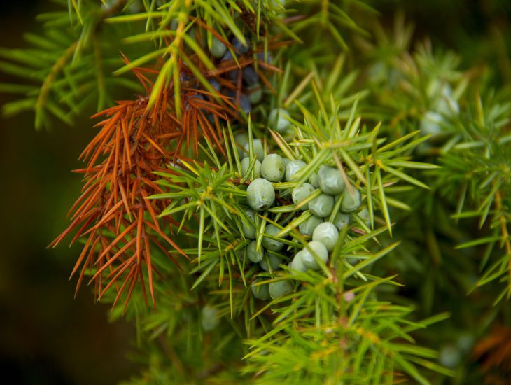 berries