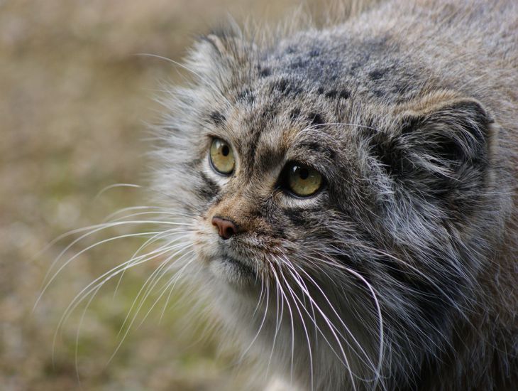 manul