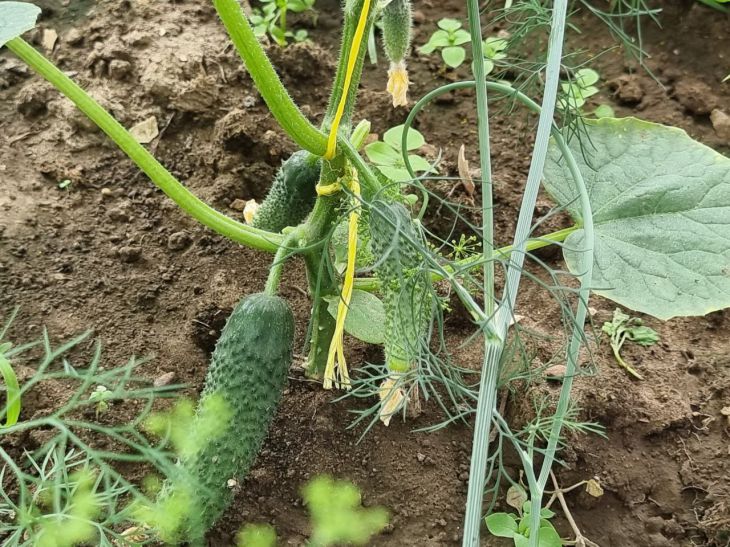 cucumbers