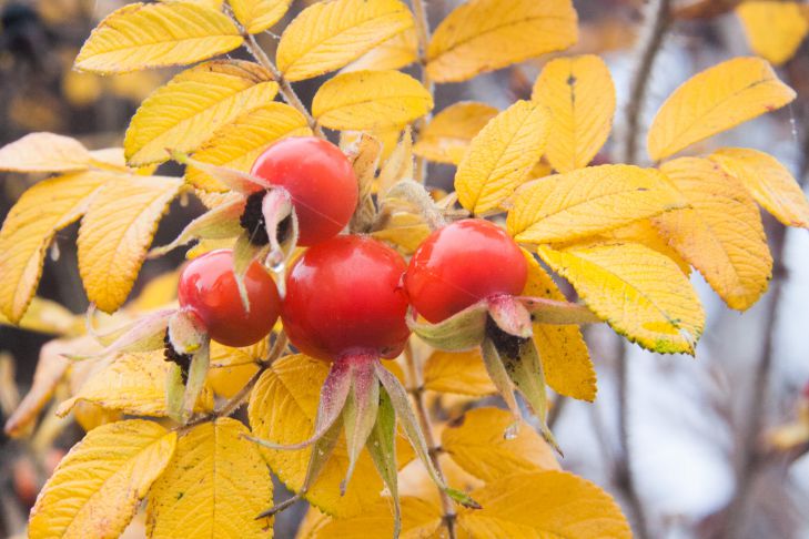 berries