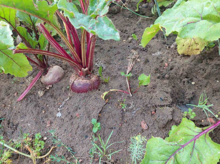 earth, beetroot