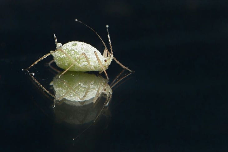 aphid