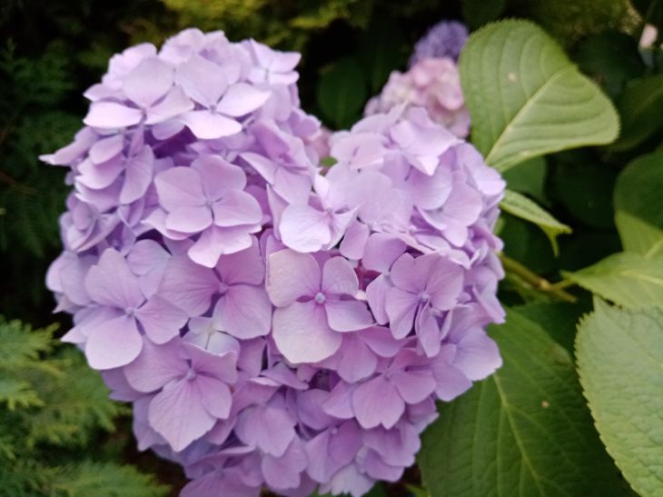 hydrangea