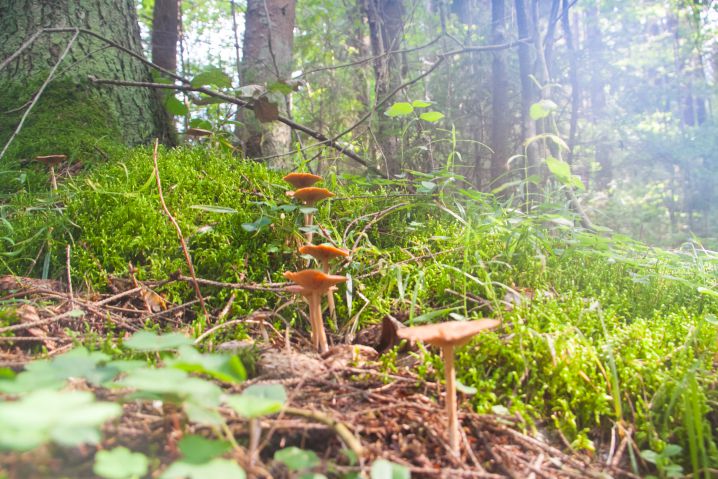 grass, mushrooms