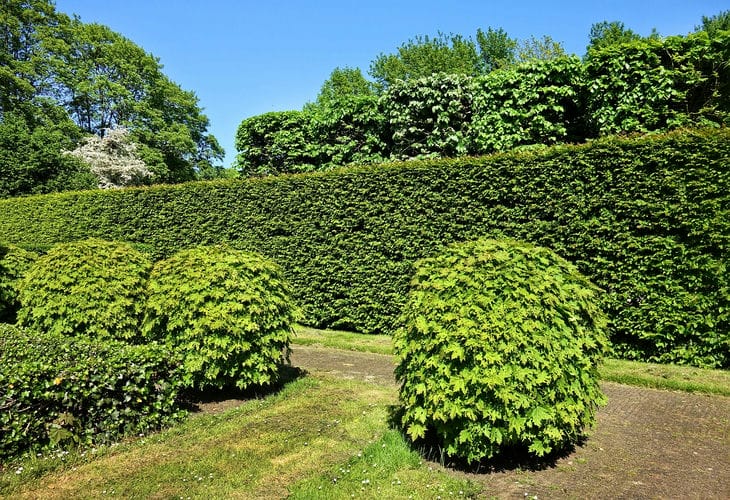 hedge