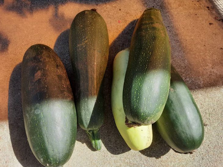 zucchini