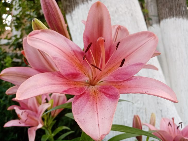 lilies