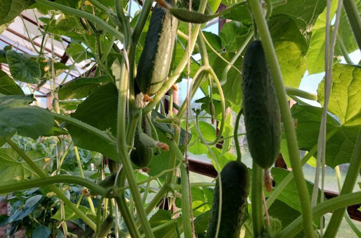 cucumbers