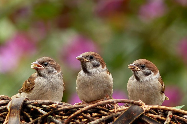 sparrows