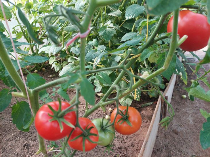 Tomatoes