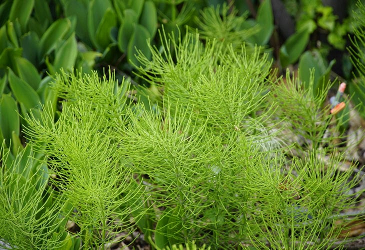 horsetail