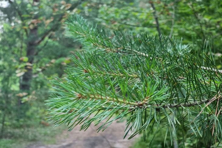 a pine tree