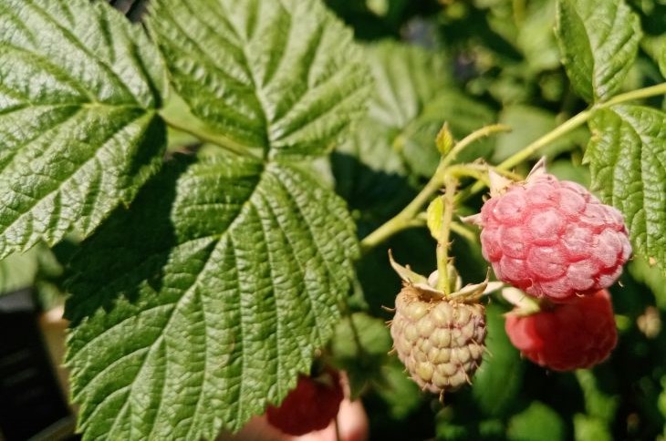 raspberries