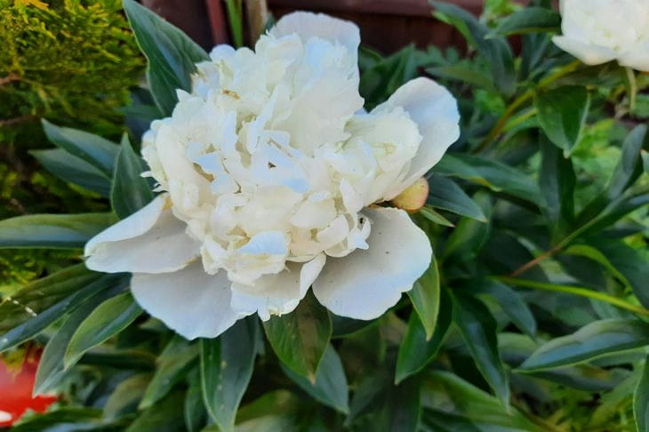 peony