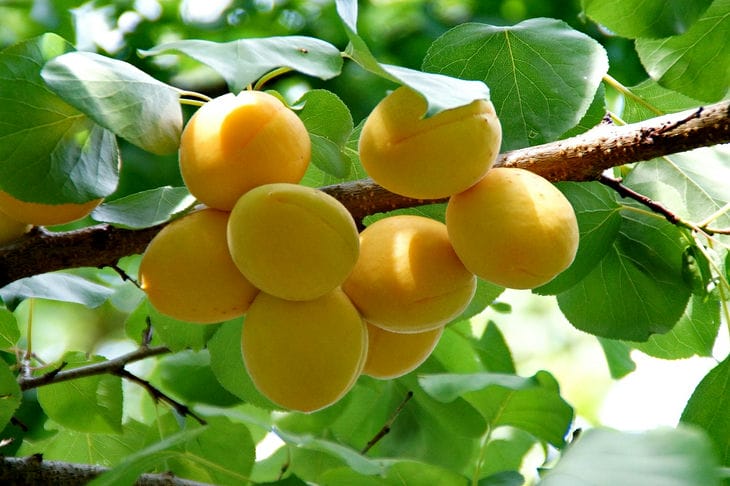 apricots