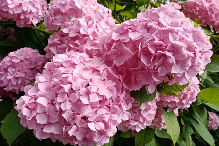 hydrangea