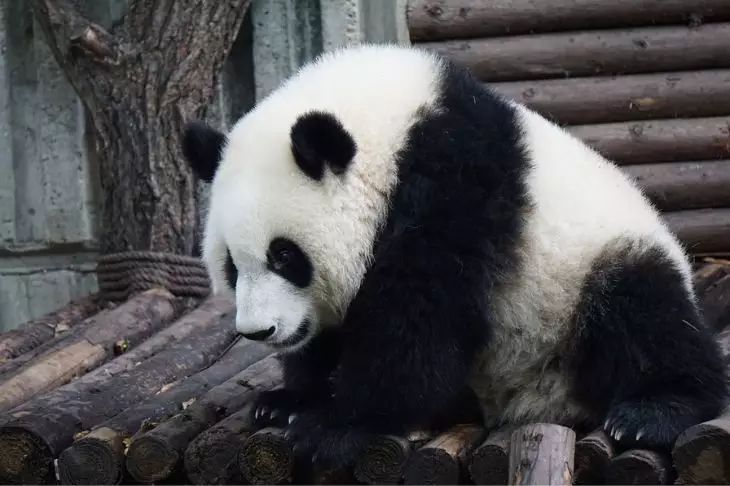 panda