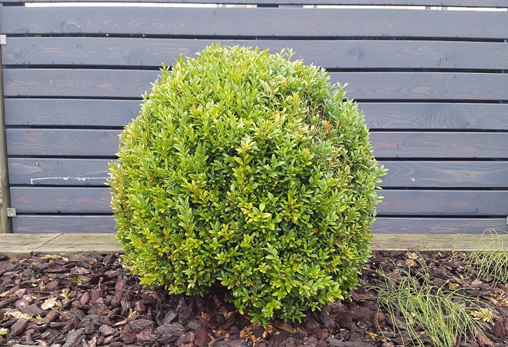 Boxwood