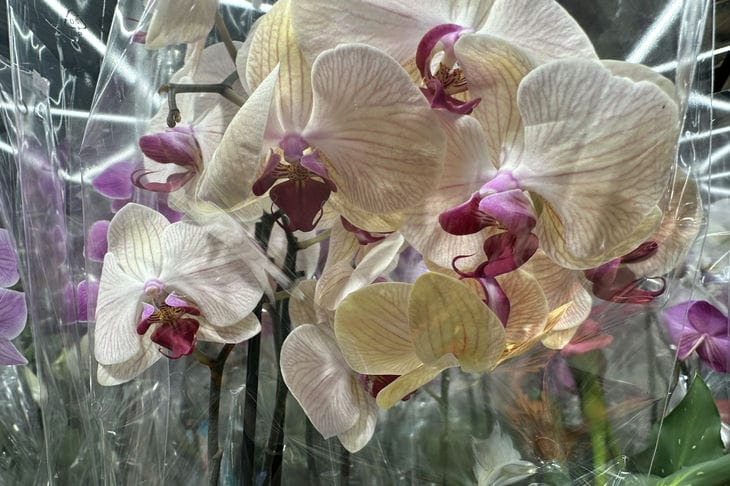 Orchid