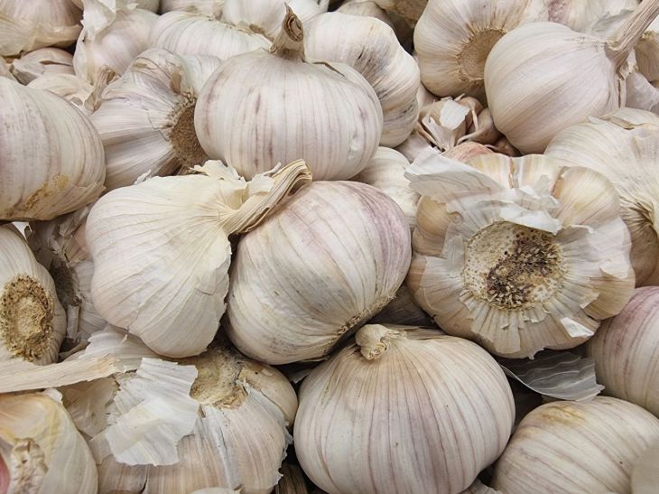 Garlic