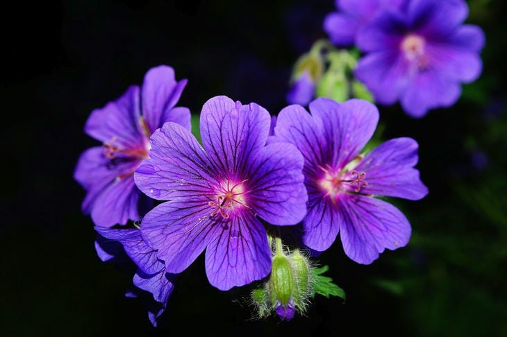 geranium