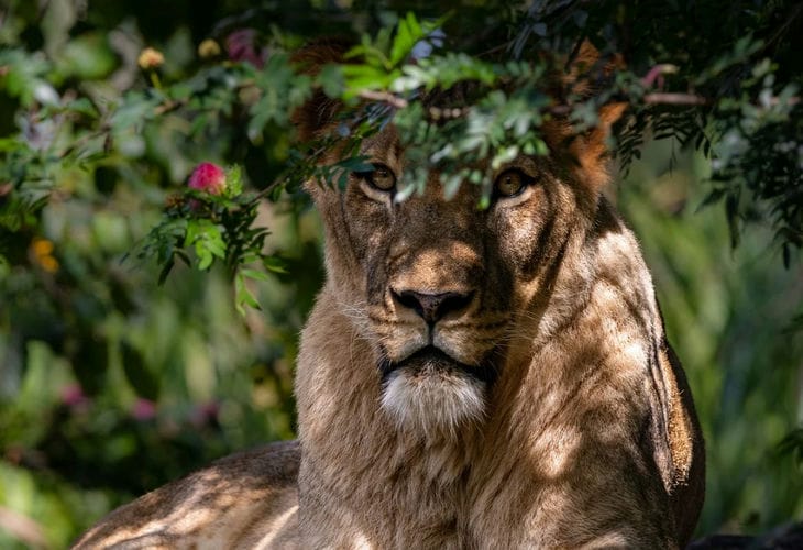 lioness