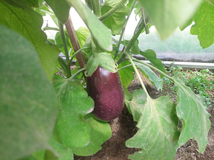 Eggplant