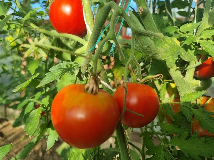 Tomatoes