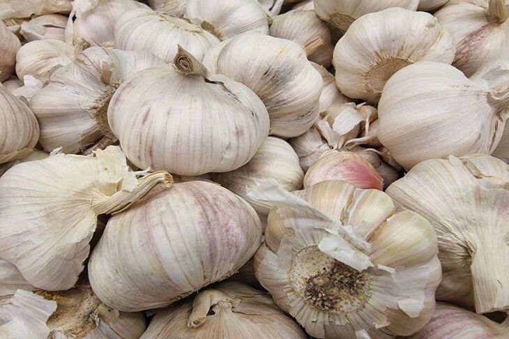 garlic