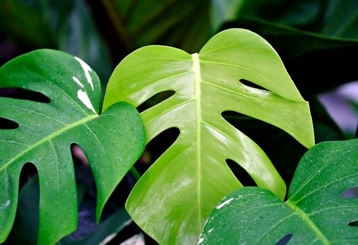 monstera