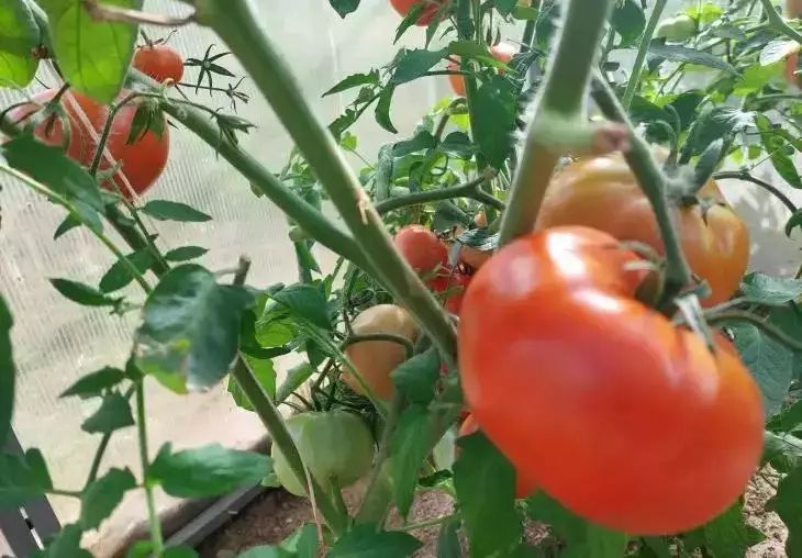 tomatoes