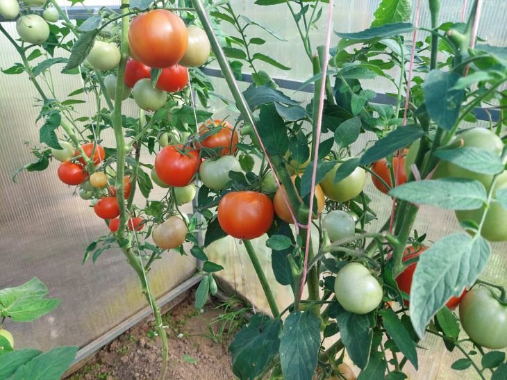 tomatoes