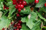 berries, leaves