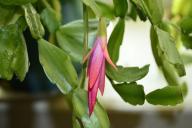 flower, leaves