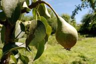 leaves, fruit