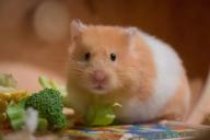 hamster