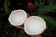 coconut