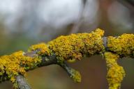 lichen