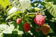 berries, leaves