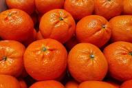 tangerines