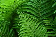 fern