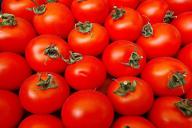 tomatoes