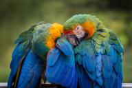 parrots