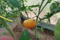 tomatoes, leaves