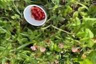 berries, leaves