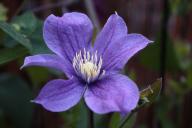 Clematis