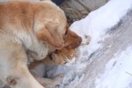 cat and dog