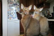 Abyssinian